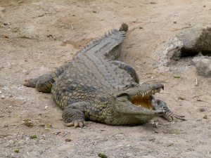 Crocodylus_-_Crocodile_-_Krokodil_-_01