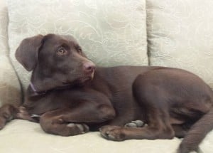 puppysofa