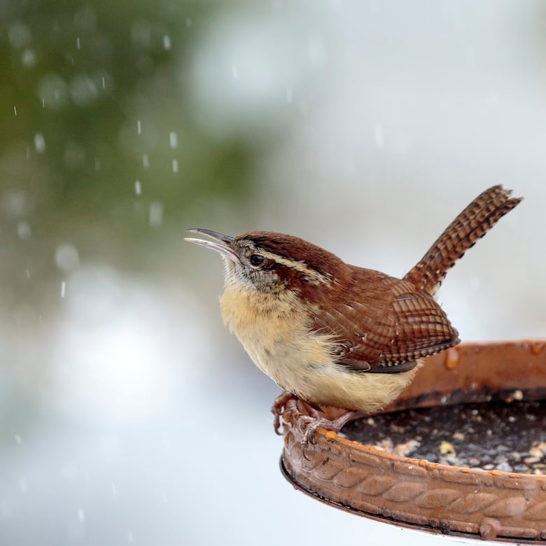 meaningful bird encounters