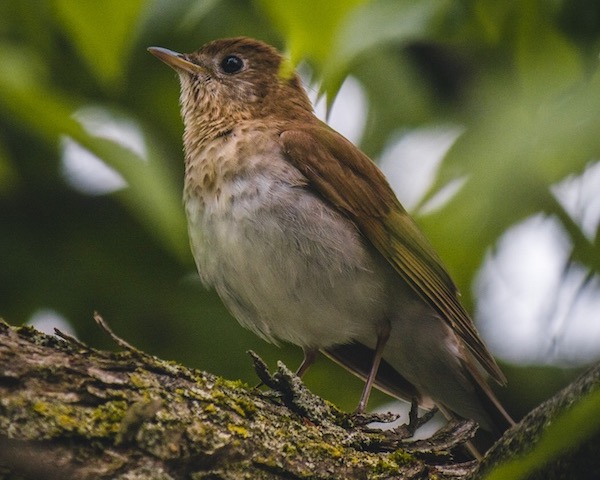 injured bird