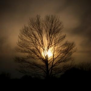 tree_soul_by_sixwings