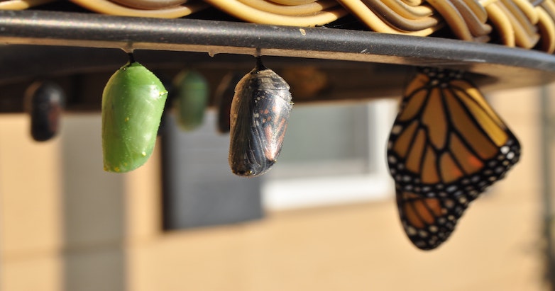 chrysalis to butterfly