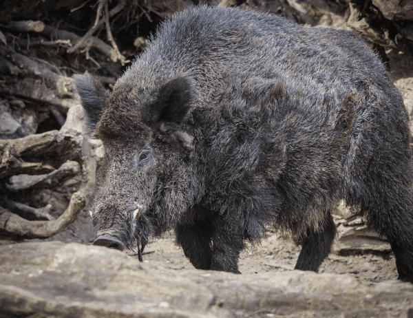 Boar