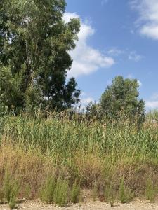 field of crops and trees. Receiver of blessings. 