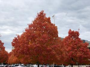 Tree displaying fall colors. Hope during challenging times.