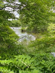 River view from behind trees