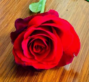 One Red Rose on a Table