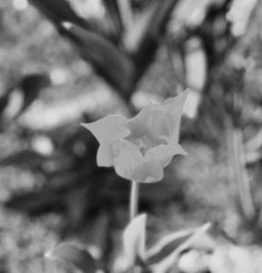 A Tulip in Black and White