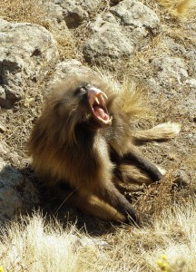 Gelada baboon, Wikimedia commons