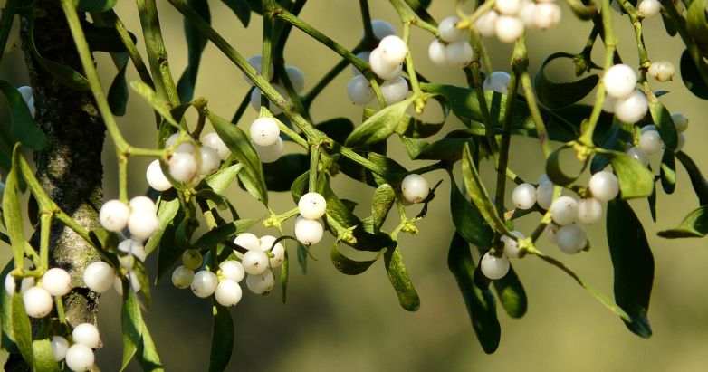 December Magick: 7 Herbs for the Season