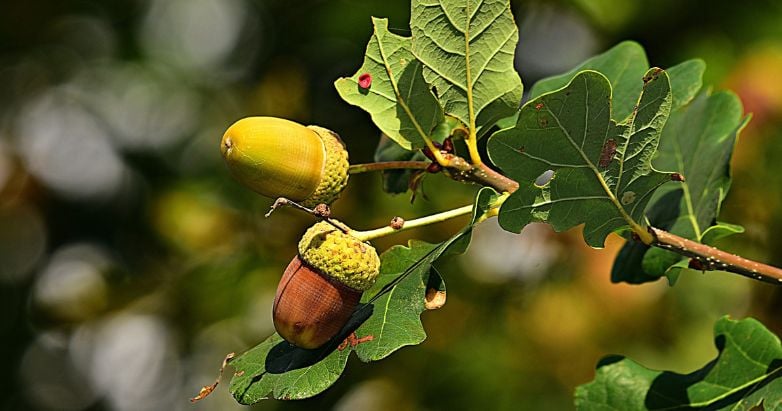 Oak Tree