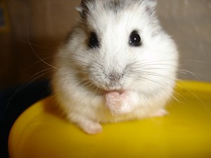 Hamster