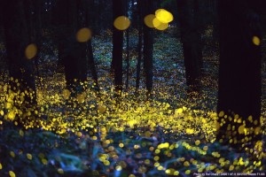 F‏ireflies
