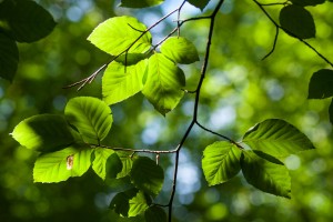 Sunlight on Beech leaves