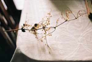 dying branch with tiny yellow leaves laid across a white table cloth in the afternoon.