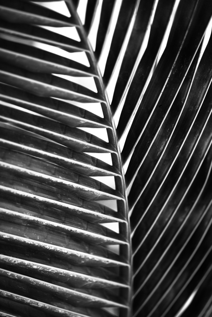 Palm Fronds | Image Interns