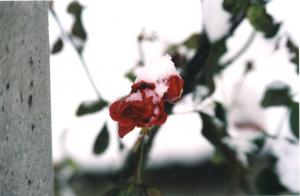 winter rose by Martin Lopatka on flickr