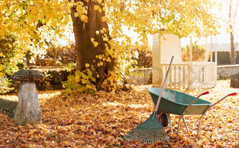 Fall Chore: Keep Your Yard Clean! | Sabina Tagore Immanuel