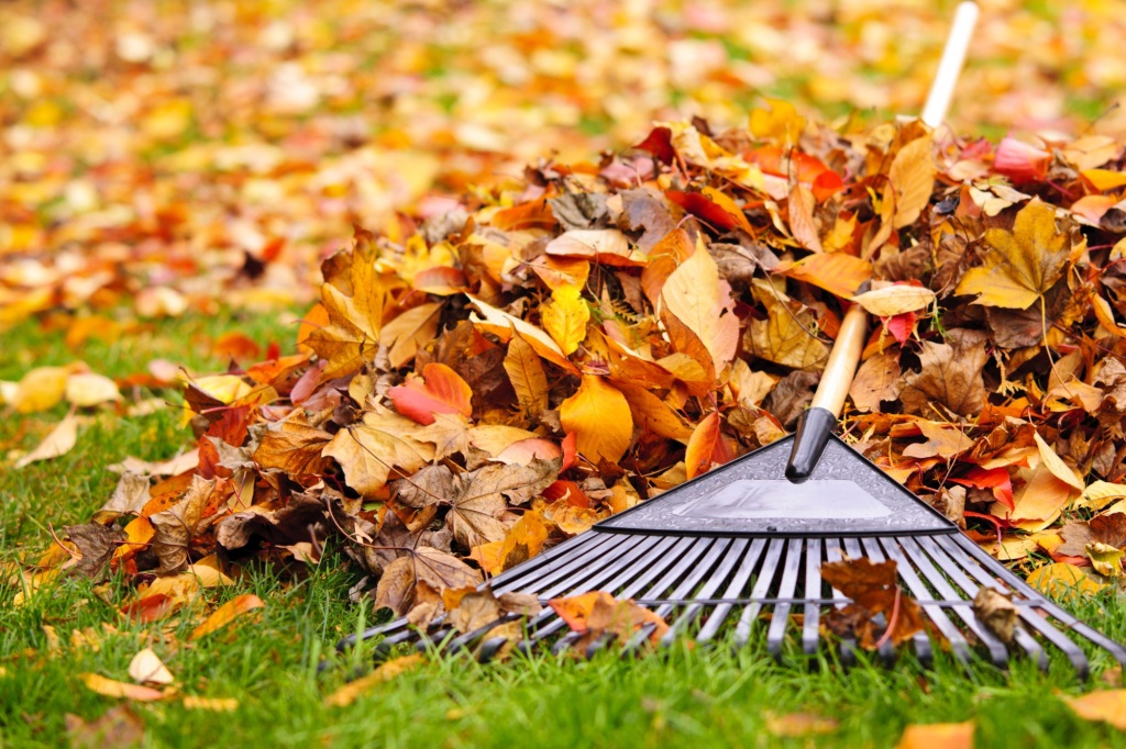Leaves cover the ground in the fall