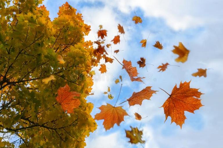 Why Do Leaves Fall in Autumn?