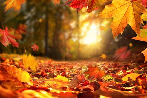 Photo of fall leaves 