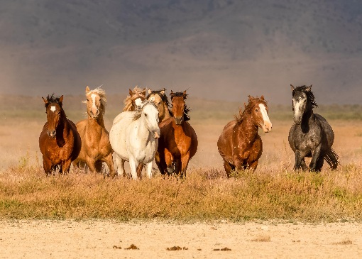 https://www.horsenation.com/2021/04/23/american-wild-horse-coalition-calls-on-bidens-interior-dept-to-freeze-cattle-grazing-permits-protect-wild-horses/