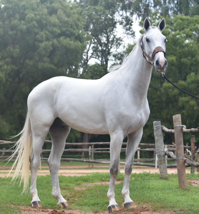 https://www.embassyridingschool.in/horses-for-sale/