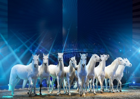 https://www.arabianhorsemagazine.it/circus-festival/