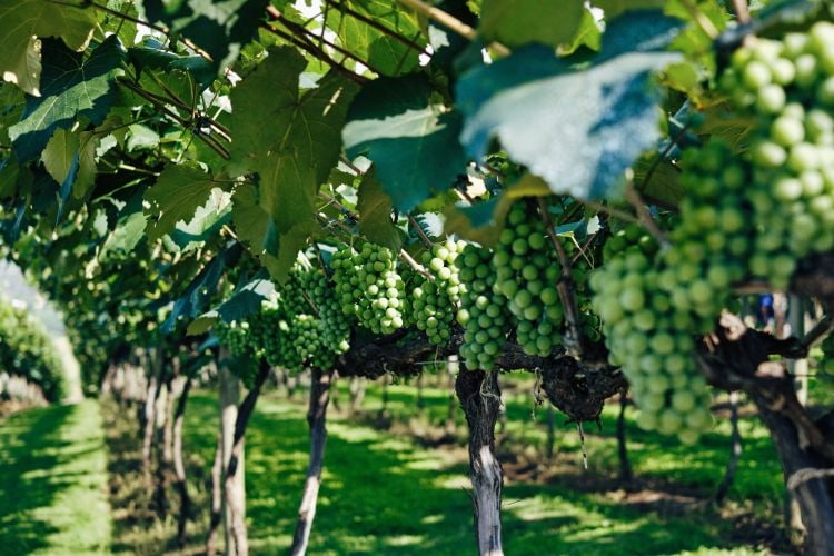 Lush vineyard with ripe grapes representing promised land blessings and abundance after wilderness journey