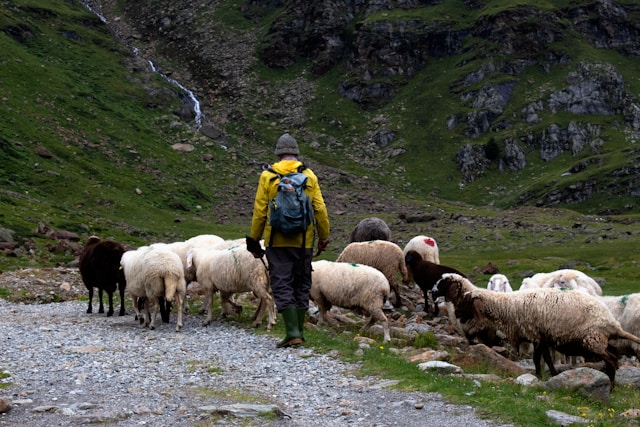 Shepherd with staff leading sheep through green valley representing God as ultimate provider and faithful guide