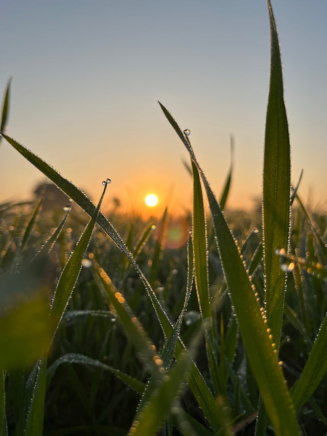 Morning dew on grass macro close-up representing daily manna and God's provision one day at a time