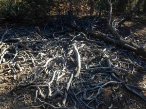 pile of dead tree limbs atop Sandia Peak
