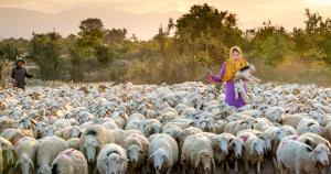 Woman shepherd carrying a sheep.