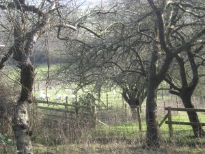 Orchards in Glastonbury (Phto by Peg Aloi)