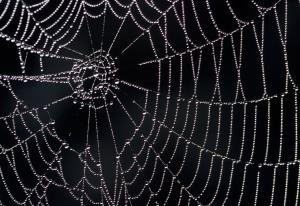 Spider web representing a psychological complex