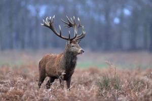 Red deer