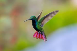 The colorful hummingbird.