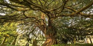 A yew tree in a cemetery.