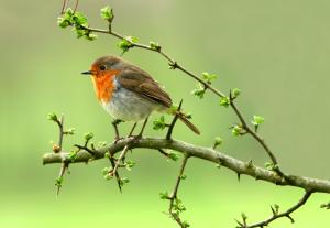 A robin in a hawthorn tree.