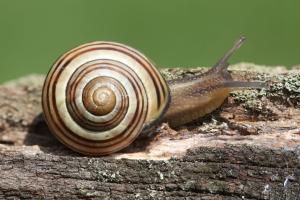 grove snail