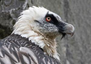 The bearded vulture.