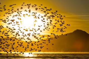 western sandpipers