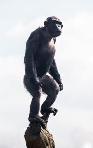 chimpan