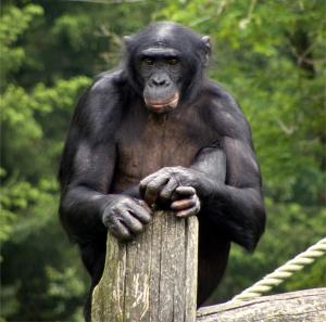 bonobo y