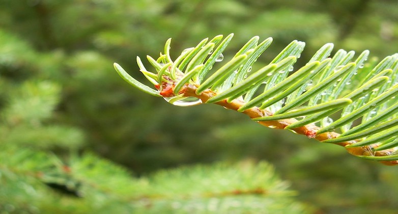 Pine needle branch in the light