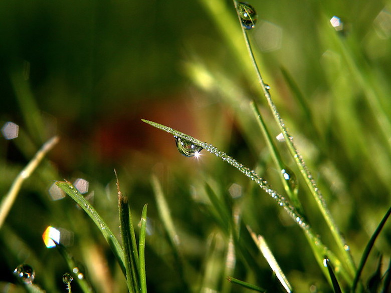 blades of grass with drops of rain