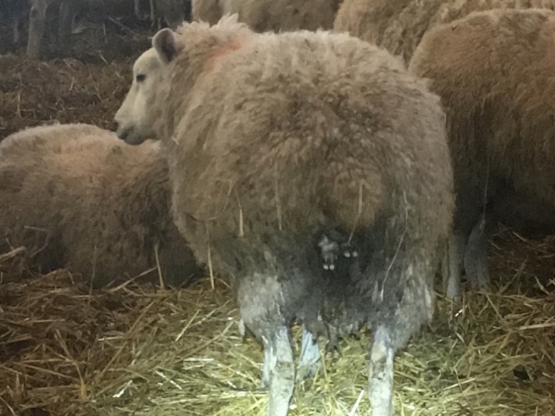 a sheep in a barn of hay with the feet of the lamb about to be born just protruding