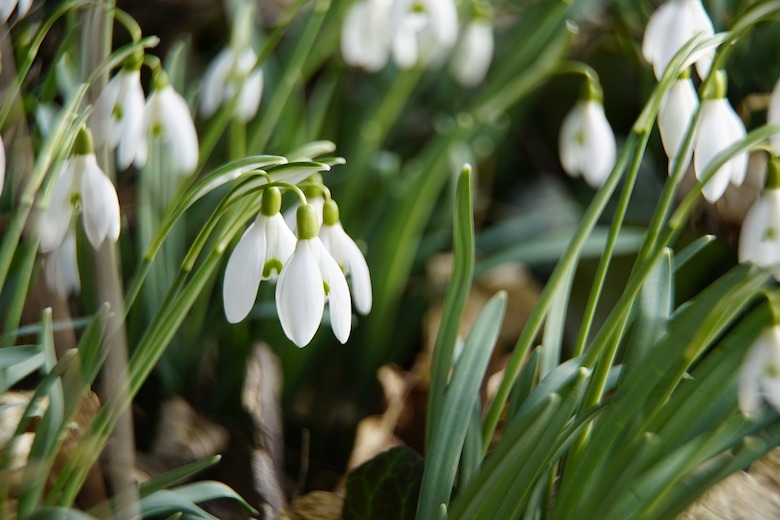 Snow drops blooming int he winter