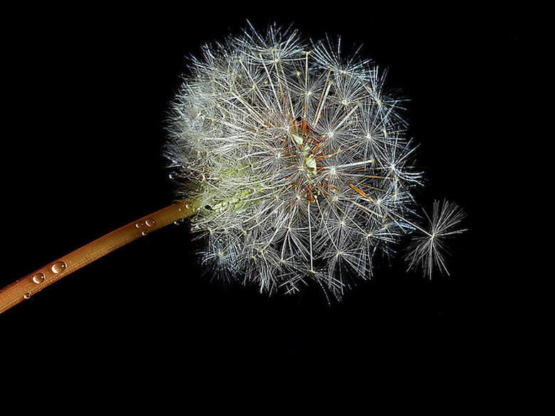 The seeds of a dandelion dispersing in the dark