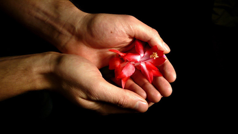 hands cupped and holding a red flower